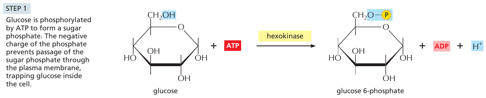 glykolys_1