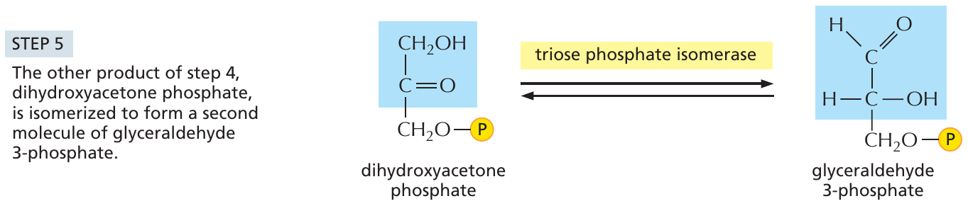 glykolys_5