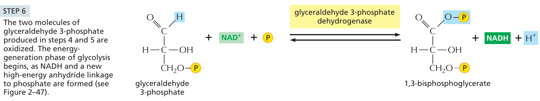 glykolys_6