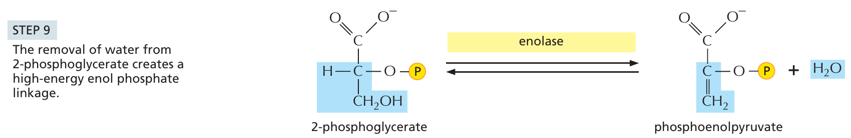 glykolys_9