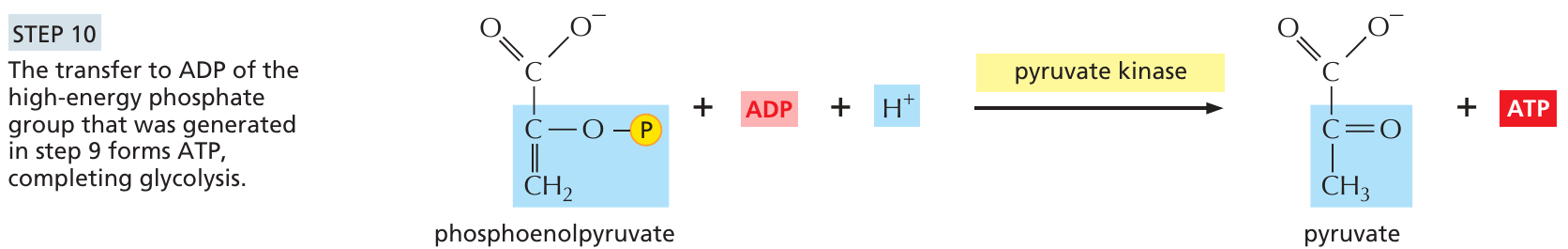 glykolyz_10