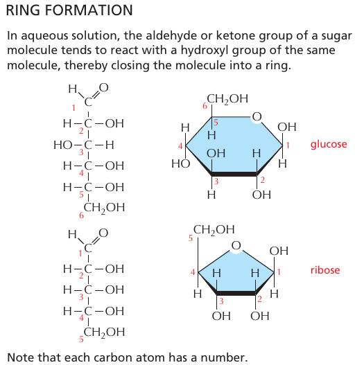 ring_glukos