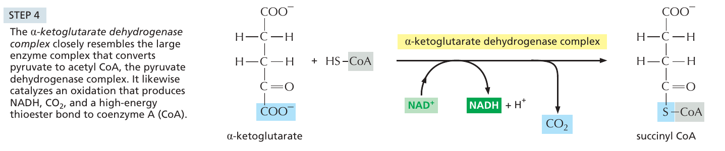 krebs_4