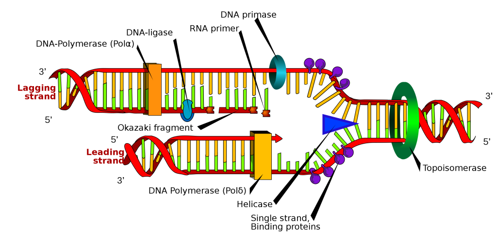 dna_replik