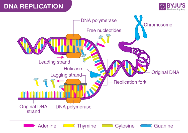 dna_replik_kromosom