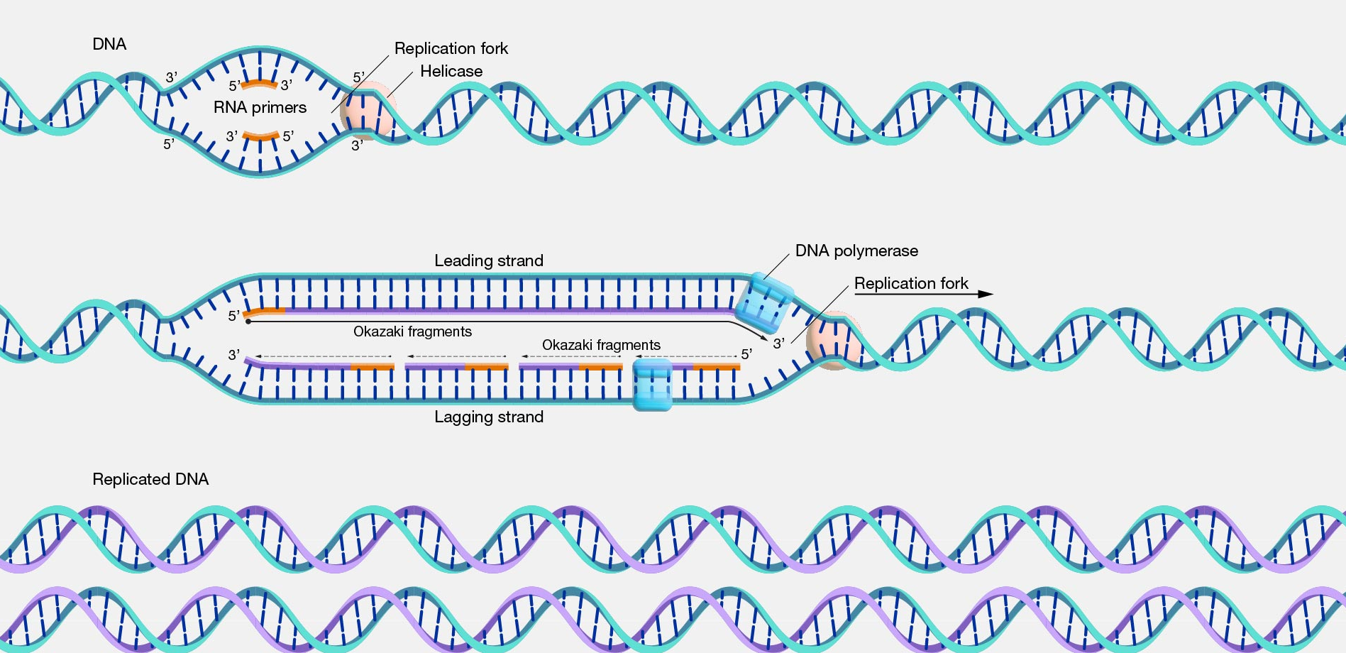 dna_replik_okazaki