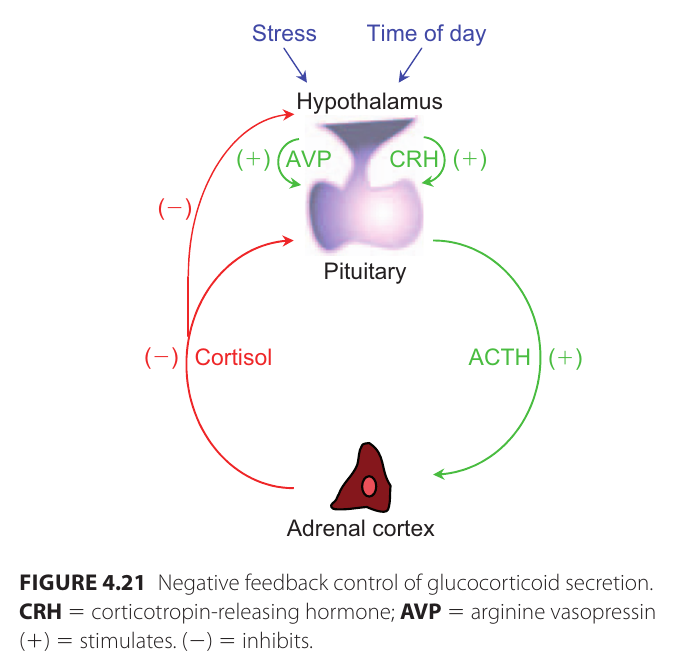 cortisol_reglering