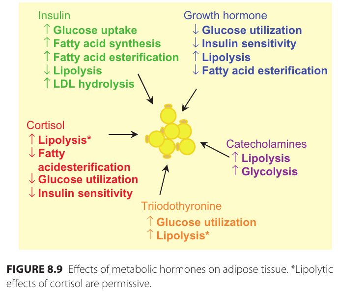 insulin_adipocyter