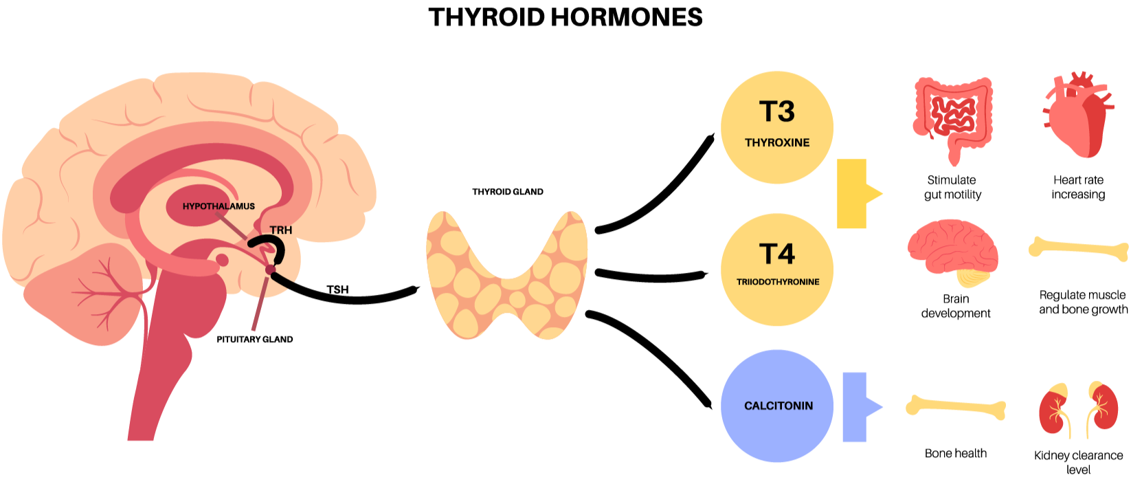 sköldkörtel_hormoner_alt