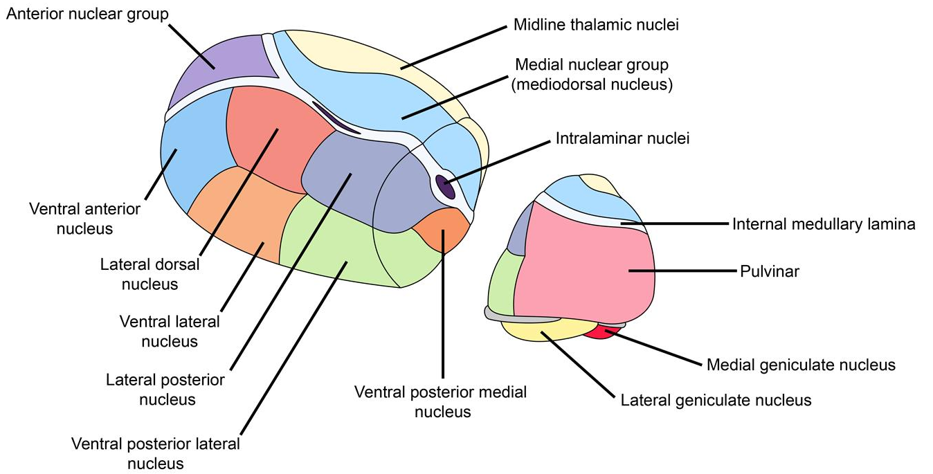 thalamus