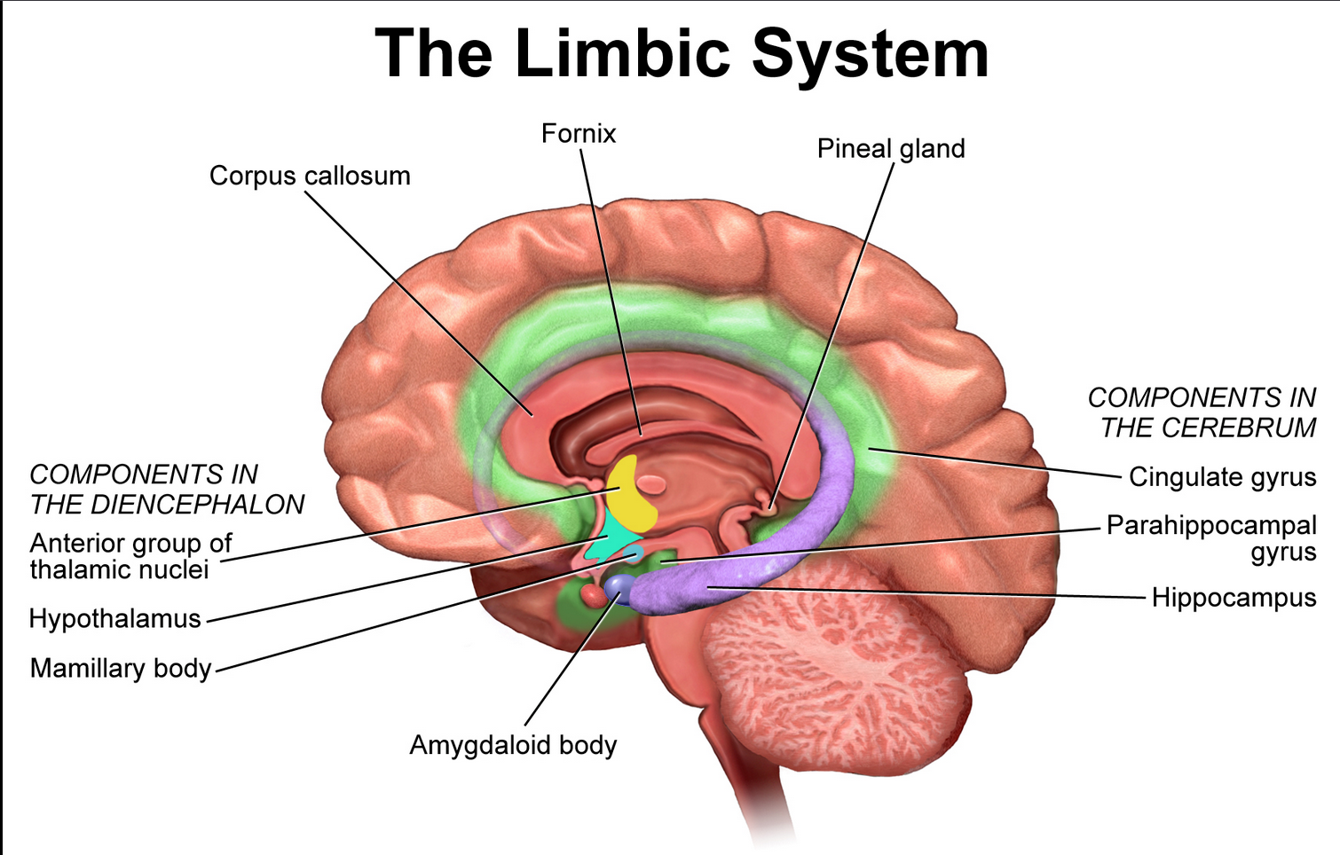 limbisk_anatomi