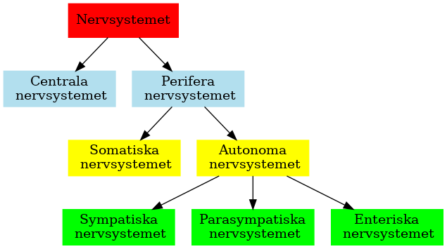 nerv_hierarki