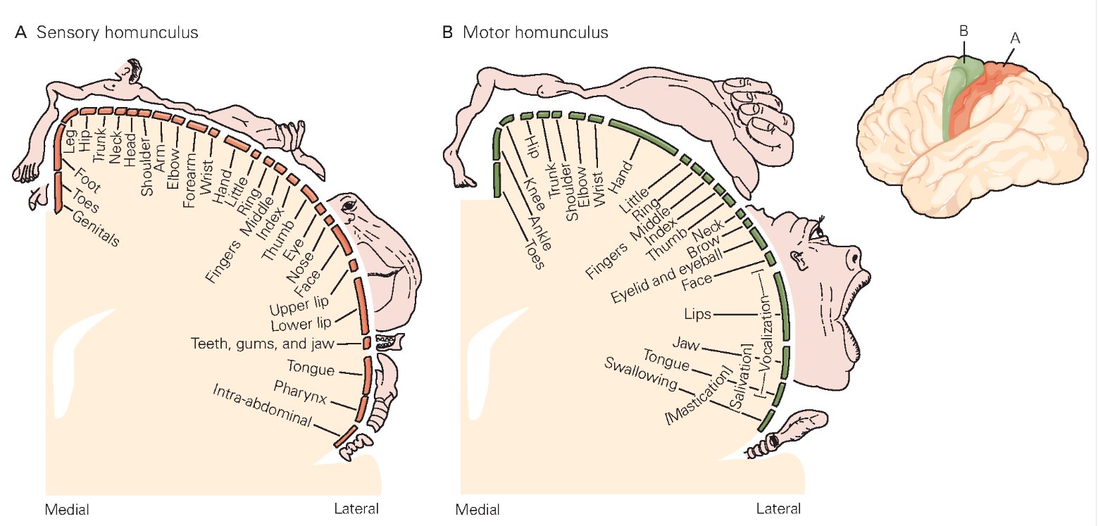 homunculi